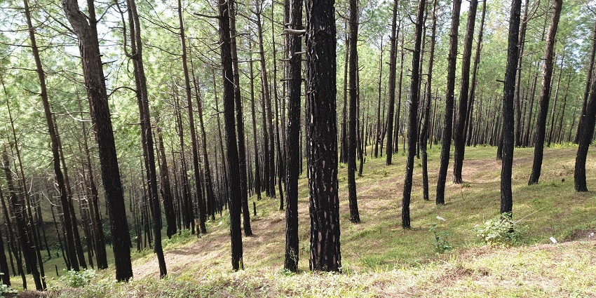 Image of the lush forest of the hills of Ranikhet near Nainital in Uttarakhand