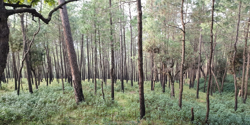 The beautiful scenery in Ranikhet near Golf Course