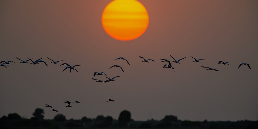 An image of the sunset at Little Rann of Kutch during the Rann Utsav.