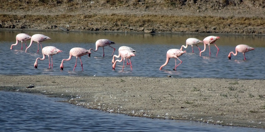An image of a group of flamingos hovering over a river at Rann of Kutch during Rann Utsav