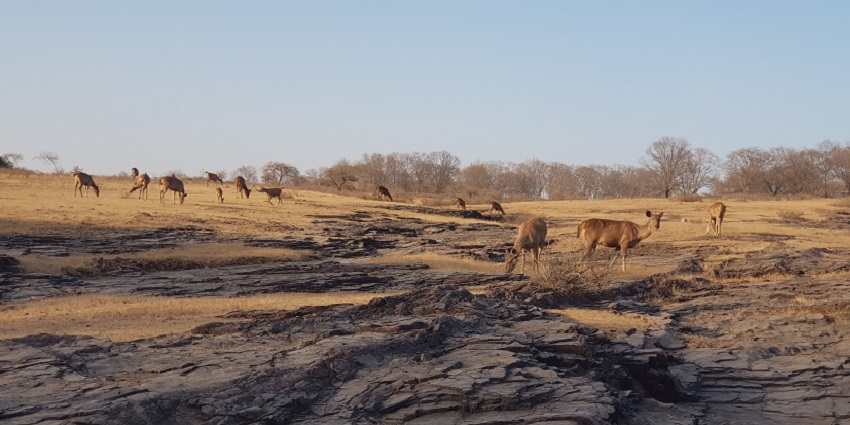 Deer population at National Parks in India