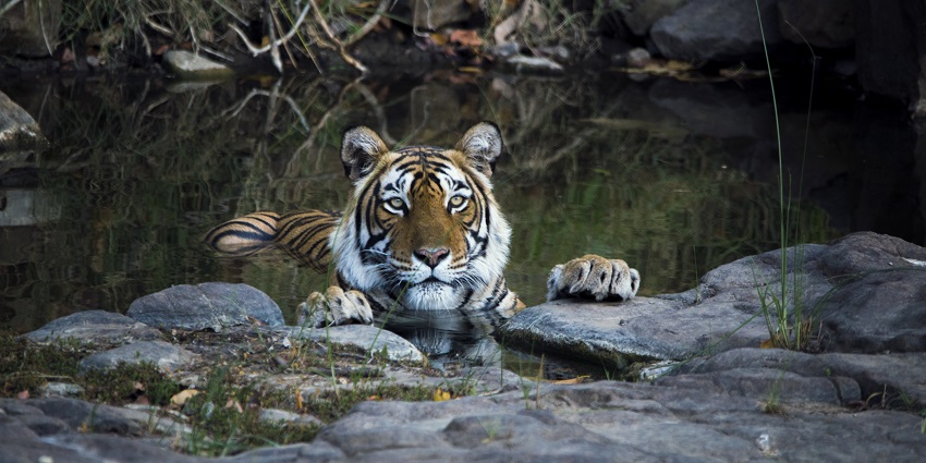 An image of a tiger at the Ranthambore National Park found in Rajasthan, India.