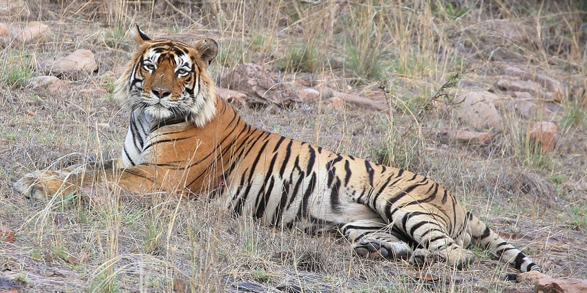 An image of a tiger in Ranthambore National Park, one of the top national parks in India.