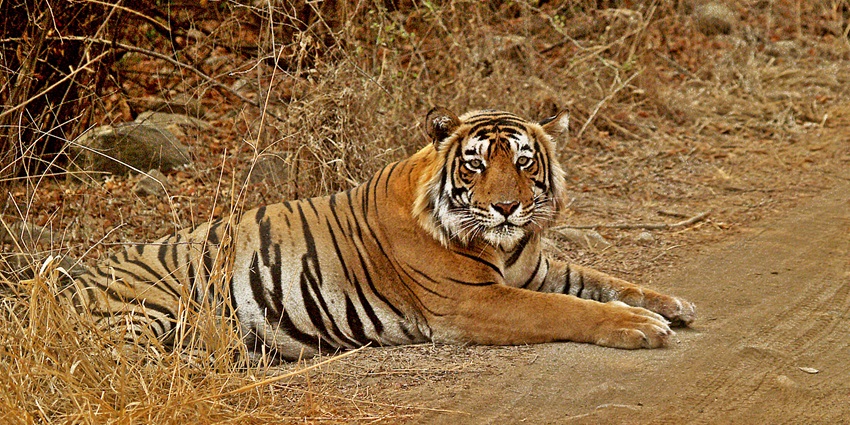 An image of a tiger in Ranthambore National Park, one of the top national parks in India.