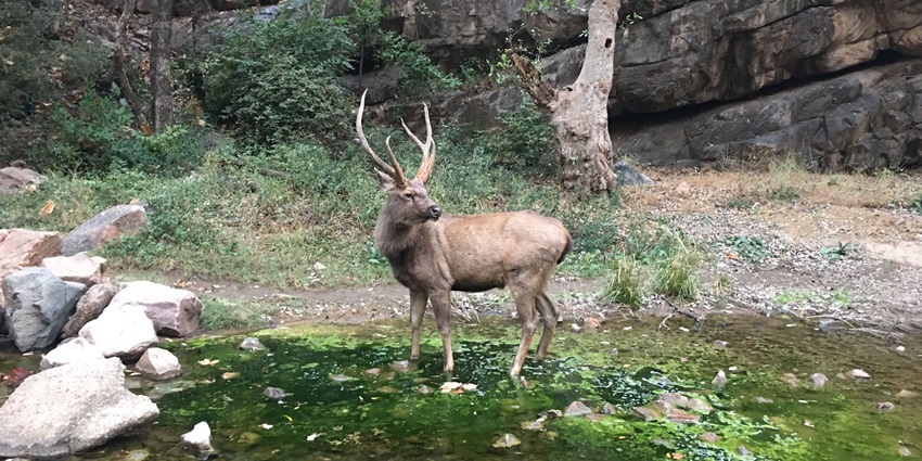 Ranthambore presents one of the best jungle safari in India