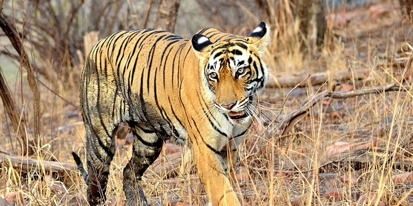 An image of a tiger in Ranthambore, one of the best tiger national parks in India, with a range of activities.