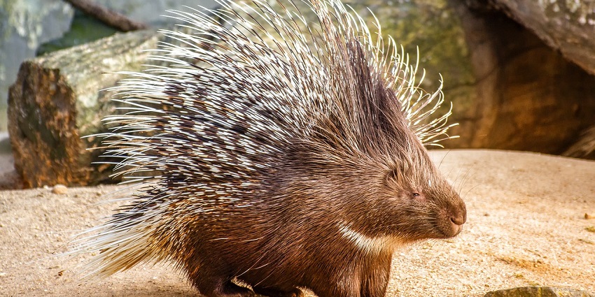 Among the smallest wildlife sanctuaries in India, home to diverse fauna.
