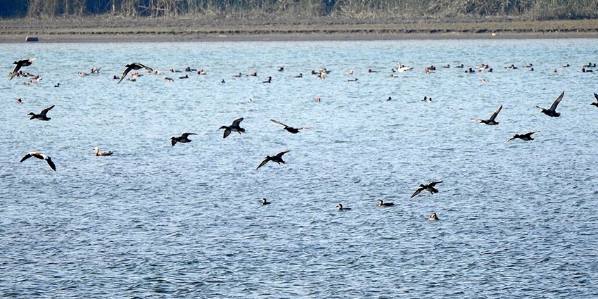 Migratory birds fly over an artificial Ropar Wetland and Lake near Chandigarh