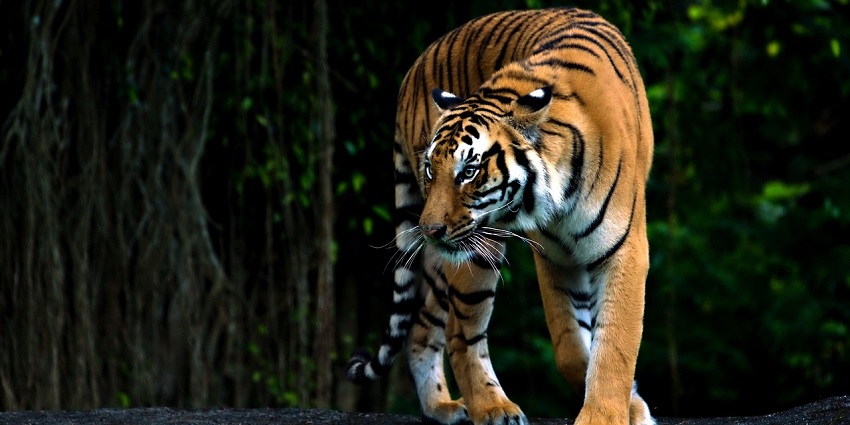 An image showing a tiger in the Royal National City Park, Stockholm's natural space.