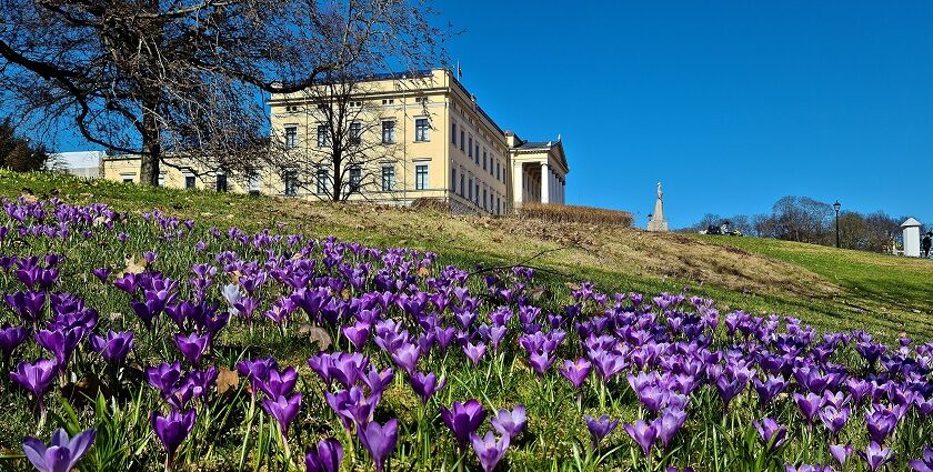 An image of a serene Royal Palace in Oslo, surrounded by beautiful flowers under a sunny sky.