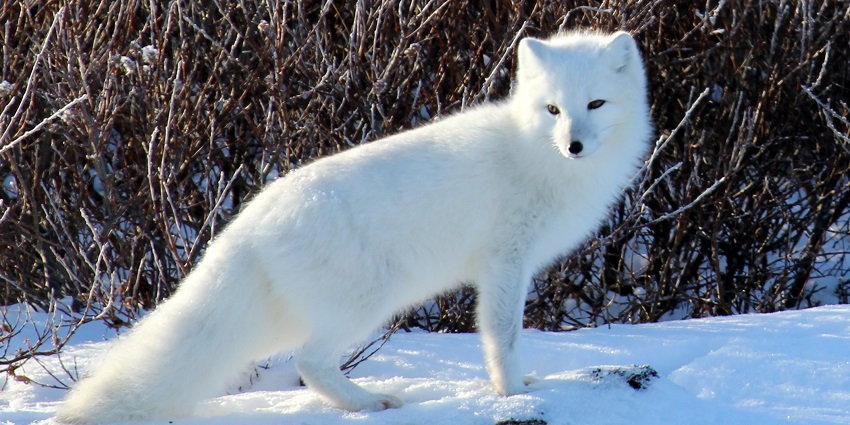 Small arctic fox walking on the snow-covered land and behind it are dry sticks bush.