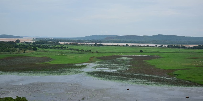 Lake with a small water body, mostly covered in green grass and multiple ducks sitting