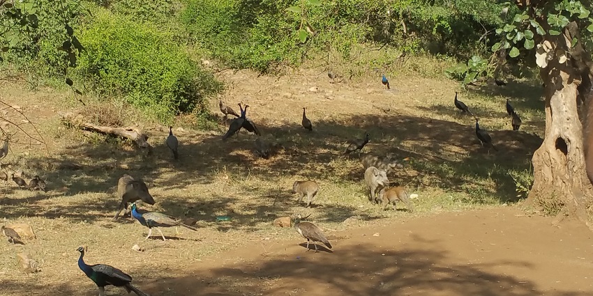 An image of wildlife in Sariska Tiger Reserve, one of the best wildlife sanctuaries in North India.