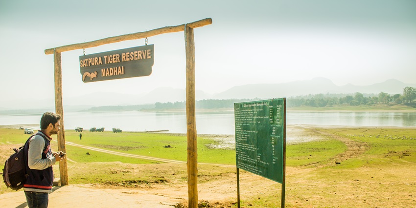 Image of a tiger at Satpura jungle - a hidden gem among India’s jungles