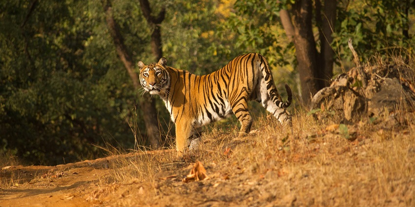 A royal bengal tiger in Satpura National Park, one of the best national parks in India.