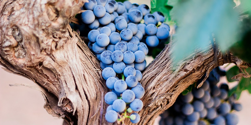 Wine tasting is another one of the best things to do in Italy in August every year.