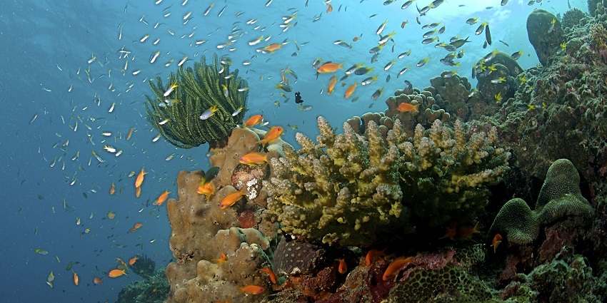 Dive into deep blue waters and explore vibrant marine life.