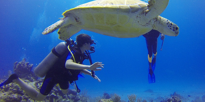 A beautiful experience of exploring the marine life while scuba diving