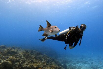 Scuba diving in Cuba unveils vibrant coral reefs, diverse marine life, and crystal-clear Caribbean waters