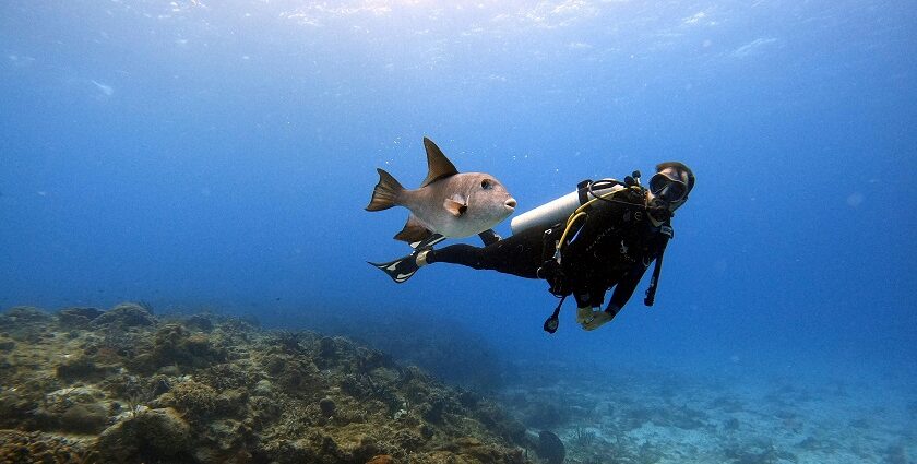 Scuba diving in Cuba unveils vibrant coral reefs, diverse marine life, and crystal-clear Caribbean waters