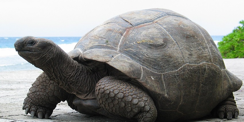 Watching the giant tortoises up close has to be on your list of things to do in Seychelles