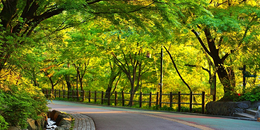 Valentine's Day in South Korea urban green space, ideal for picnics, biking, and relaxation.