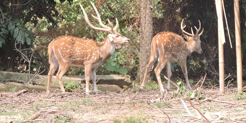 An image showing Deer in Sepahijala, a prominent sanctuary in North-Eastern India.
