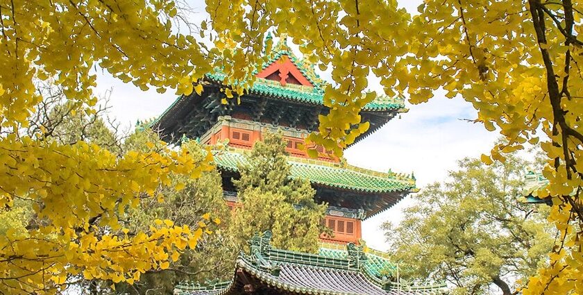 experience the origination of kung fu and zen buddhism at the shaolin temple in china