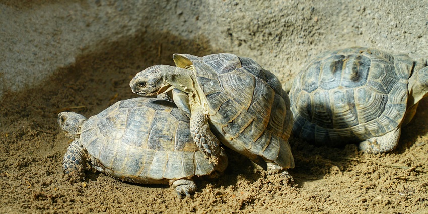 A group of tortoises spotted at a famous national park in the Seychelles archipelago.