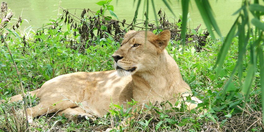 View of Sitabani Forest Reserve, located on the opposite of Jim Corbett National Park.
