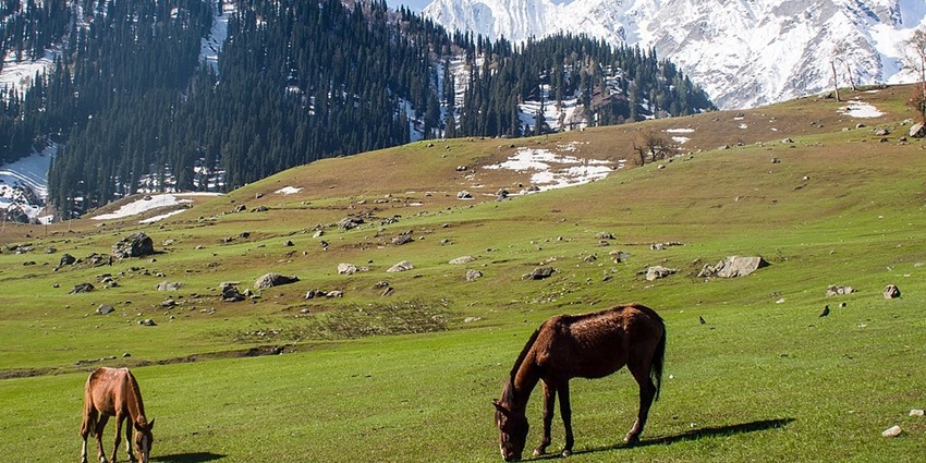 A scenic view of Sonamarg, the meadow of gold, amidst pine trees and snowy mountains.