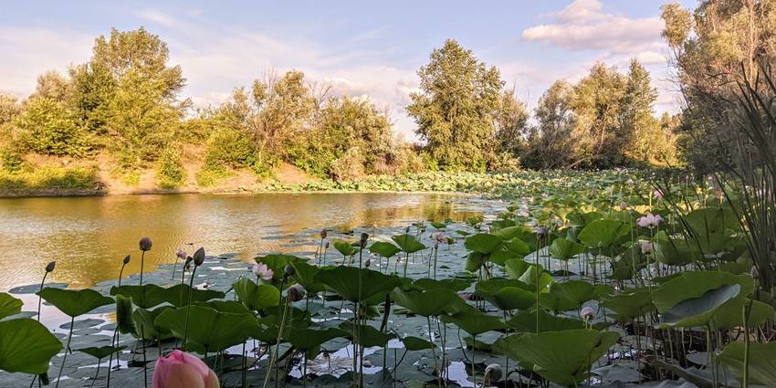 A view of blossomed and budding lotuses on one of the lotus lakes in Kerala, India.
