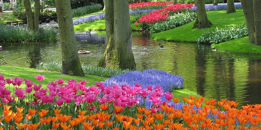 Keukenhof garden is among the best things to see in the Netherlands filled with colorful tulips and landscapes.