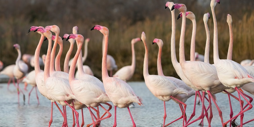 Watching Pink Flamingos is one of the best experiences.