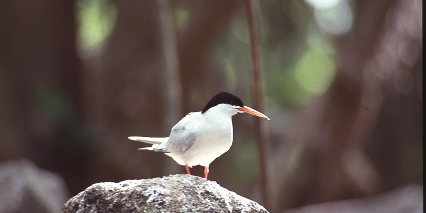 Things to do in Seychelles in July include spotting a vast population of rare seabirds.