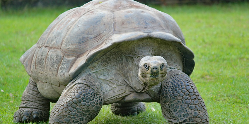 Encounter tortoises in their natural habitat roaming on pristine land of Seychelles.