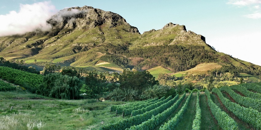 Vineyards in the wine region of Stellenbosh, a region in South Africa with Dutch Architecture