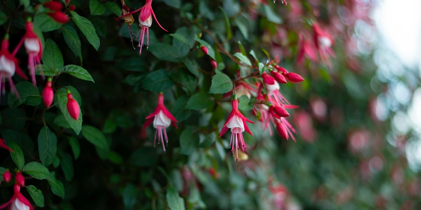 Vibrant blooming Fuchsia flowers create an amazing combination of colours and beauty