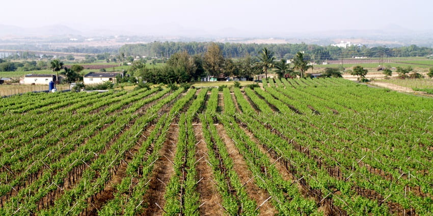 An image of grape vineyards at Sula Winery in Nashik, Maharashtra, India.
