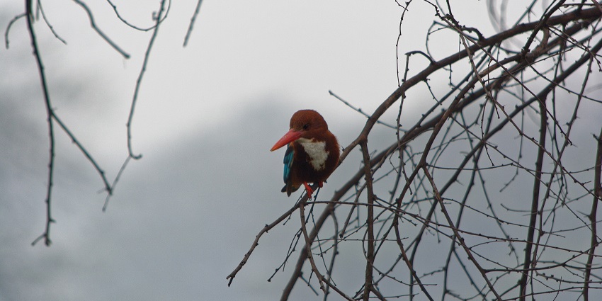 Witness exotic migratory birds at the serene Sultanpur Bird Sanctuary