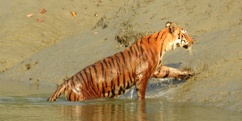 An image of the Sundarbans, perfect for wildlife spotting and sightseeing.