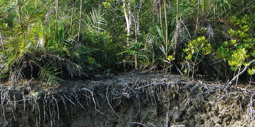 An image of the Sundarban National Park, a tiger Reserve and a biosphere Reserve in India.
