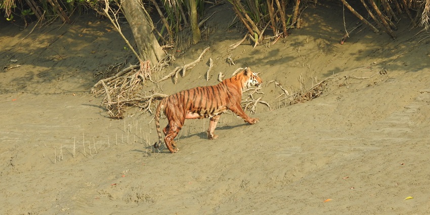 An image of Sundarbans National Park, one of the wildlife sanctuaries for royal bengal tiger.