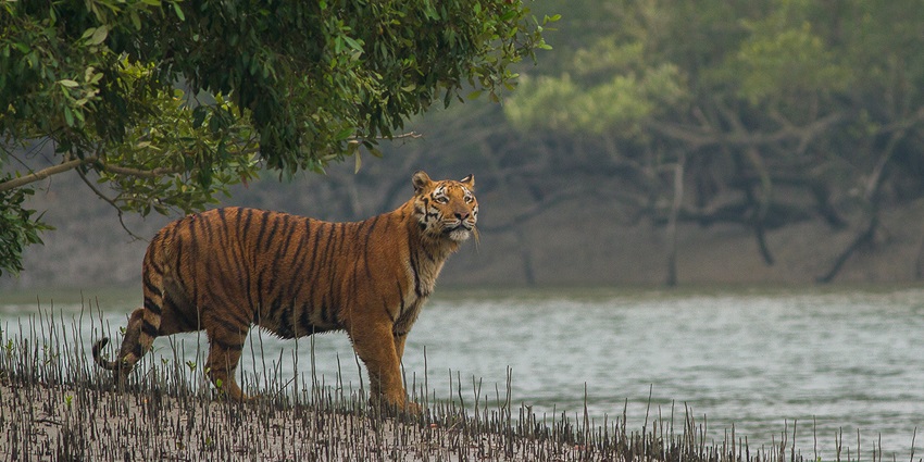 Spot the Bengal tiger here at the best jungle Safari in India