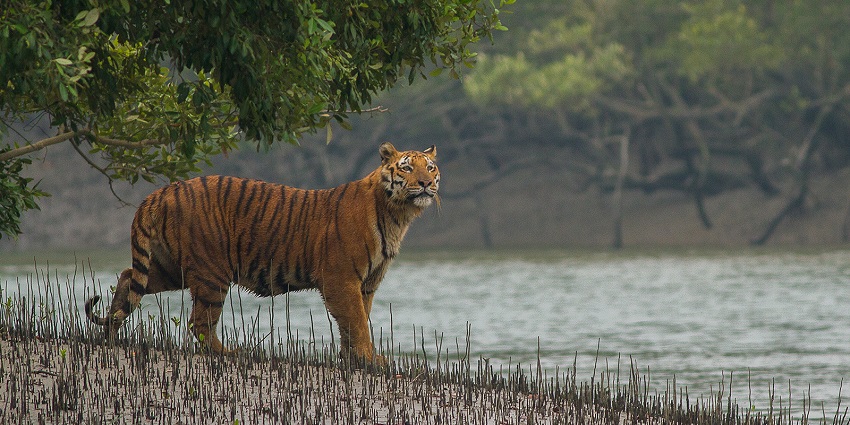 A tiger in Sundarbans, with a glimpse of nature's beauty.