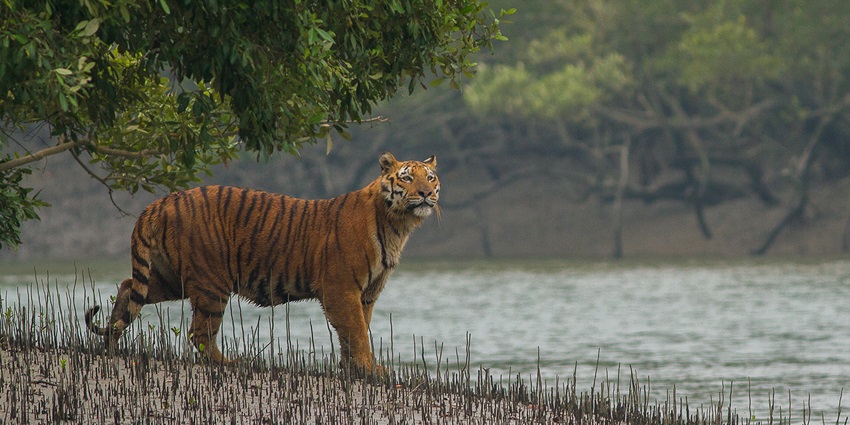 Sundarbans’ wildlife safaris are an adventurous family experience in nature