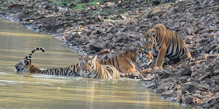 An image of Tigress Maya from Tadoba Andhari Tiger Reserve, Maharashtra, with her three cubs.