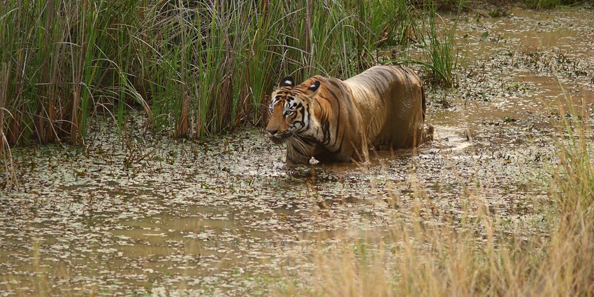 Tadoba Andhari Tiger Reserve, one of the wildlife sanctuaries for royal bengal tiger.