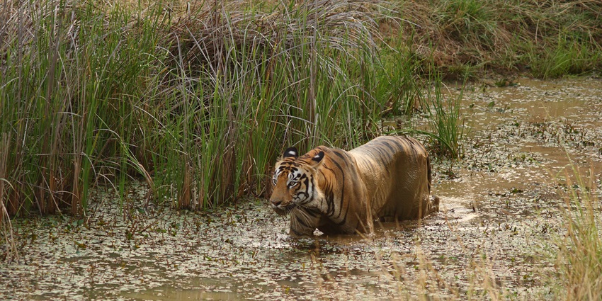 Leap into Tadoba’s untamed realm and spot Maharashtra’s wild tigers