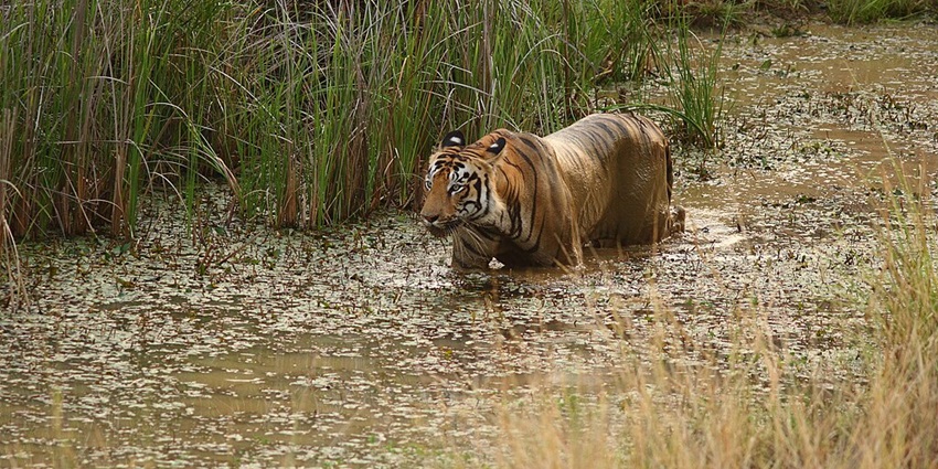 An image of a tiger in Tadoba National Park, with the best sight.